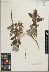 Foto von Salix glaucops Andersson